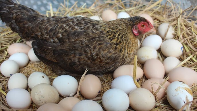 Poultry Egg
