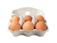 Poultry Egg