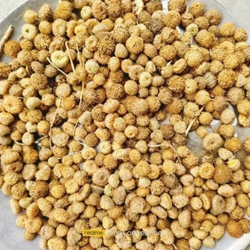 Irani Akarkara Seeds