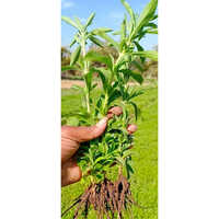Stevia Leaf Powder
