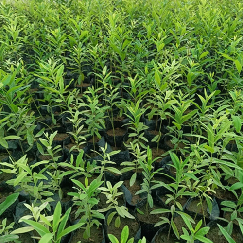 Sandalwood White Plant