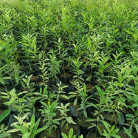 Sandalwood White Plant