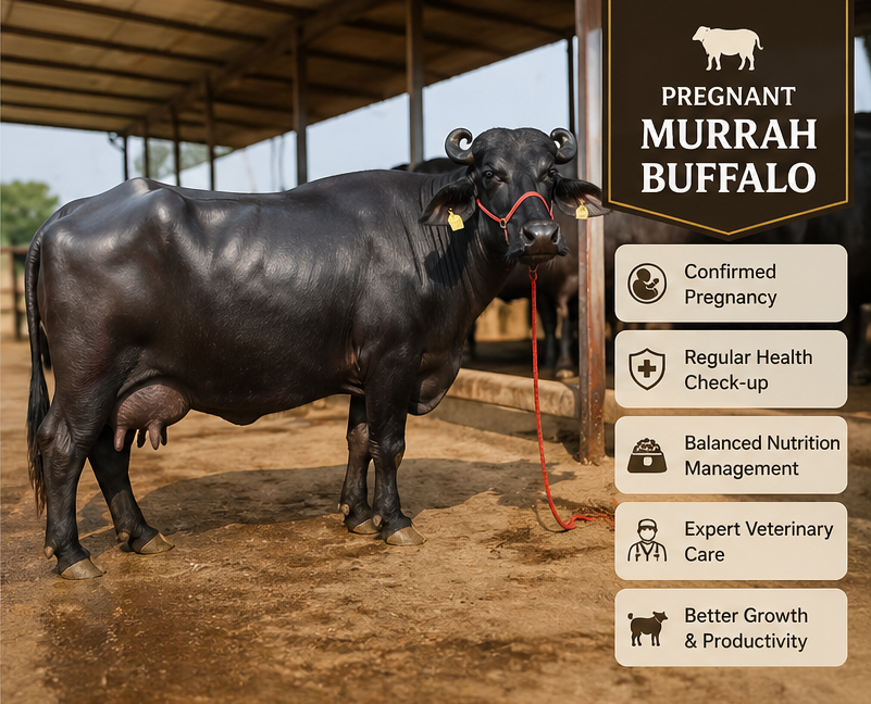 Murrah Buffalo - Color: Black