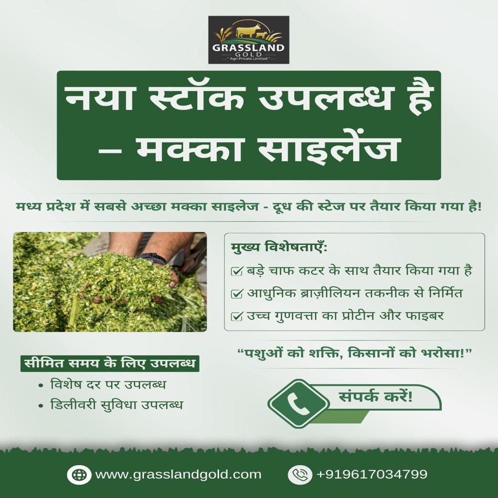 à¤à¥à¤°à¥à¤¨ à¤¸à¤¿à¤²à¥à¤