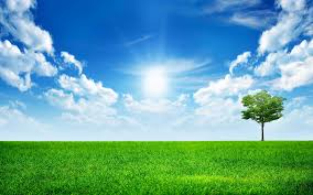 natural look Grass Wallpaper