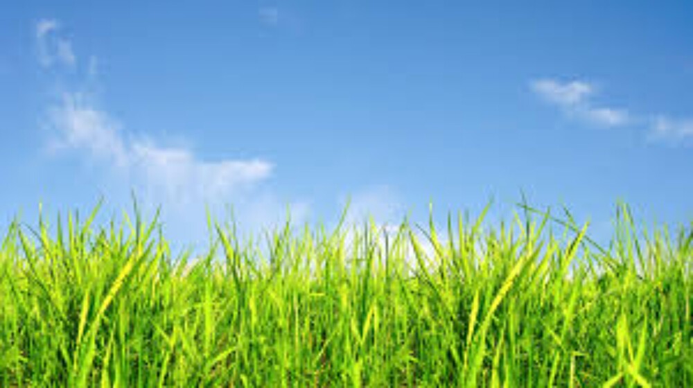 natural look Grass Wallpaper