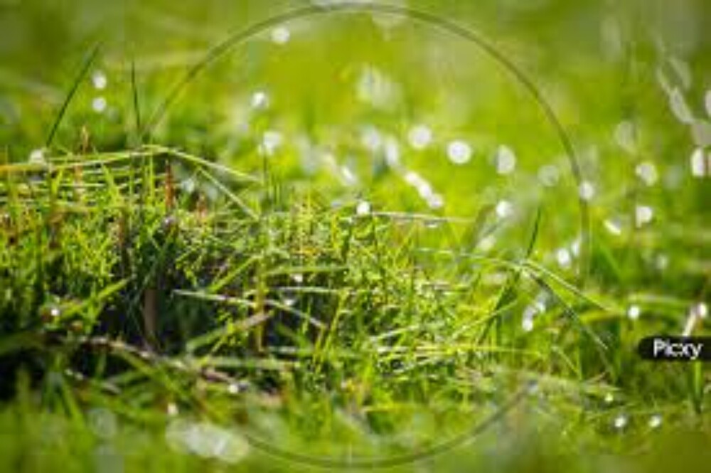 Decorative Grass Wallpaper - Size: Customized
