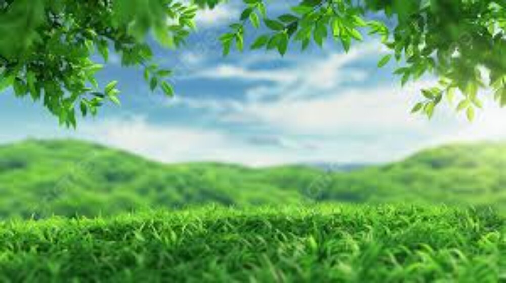 Decorative Grass Wallpaper - Size: Customized