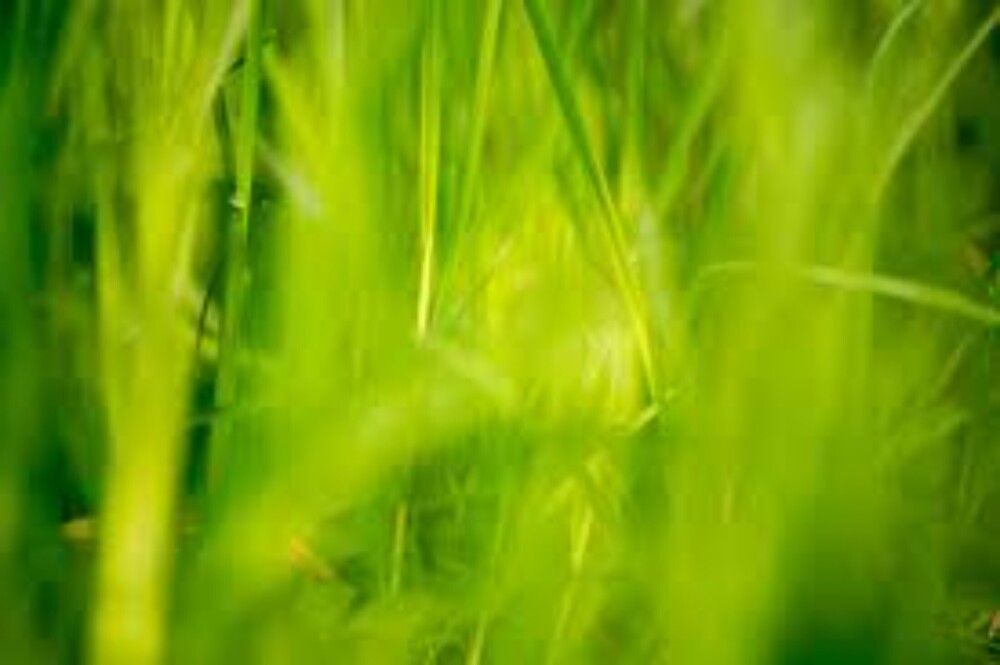 Decorative Grass Wallpaper - Size: Customized