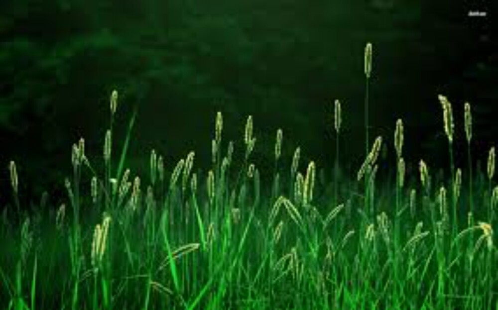 Decorative Grass Wallpaper - Size: Customized