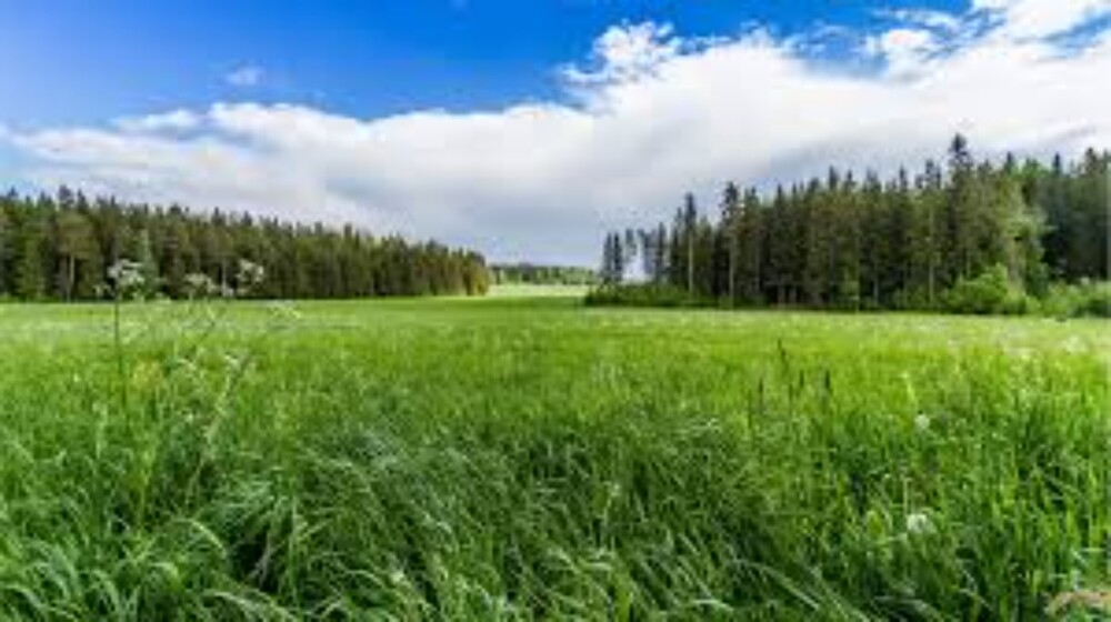 Decorative Grass Wallpaper - Size: Customized