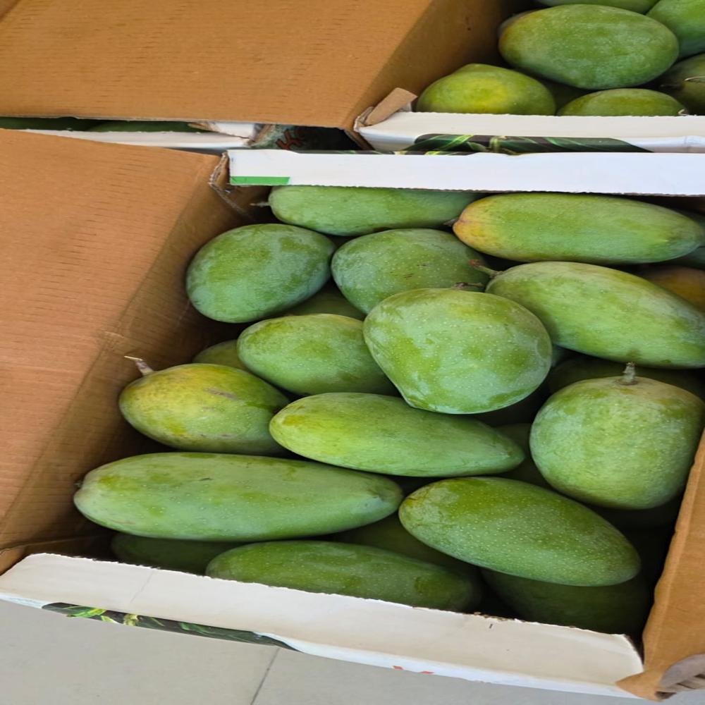 kesar mangoes