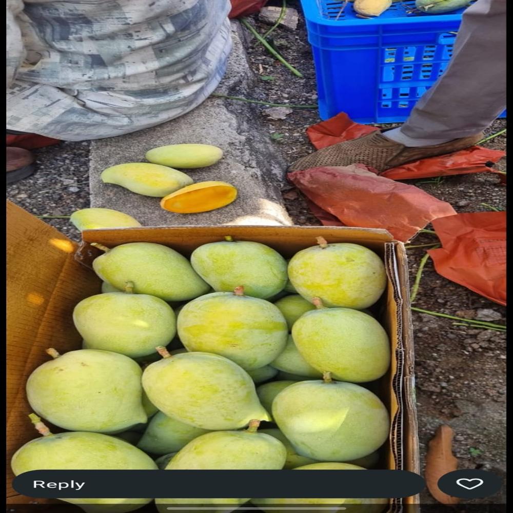 kesar mangoes