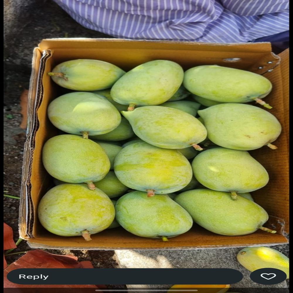 kesar mangoes