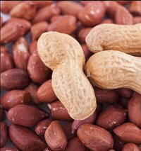 peanut  groundnut