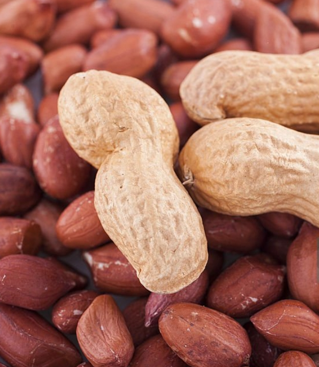 peanut  groundnut