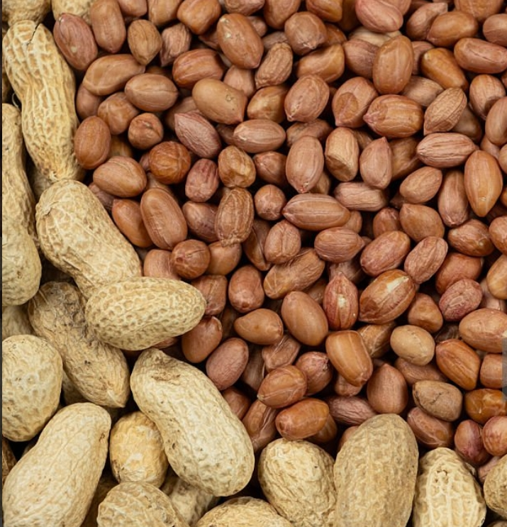 Peanut Groundnut