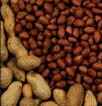 groundnut  peanut manufacturer exporters