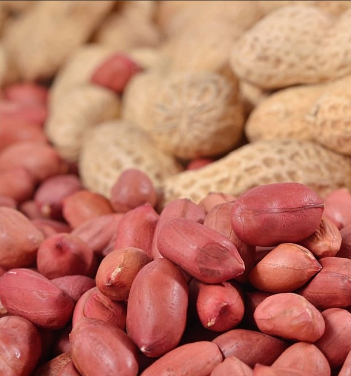 groundnut  peanut manufacturer exporters