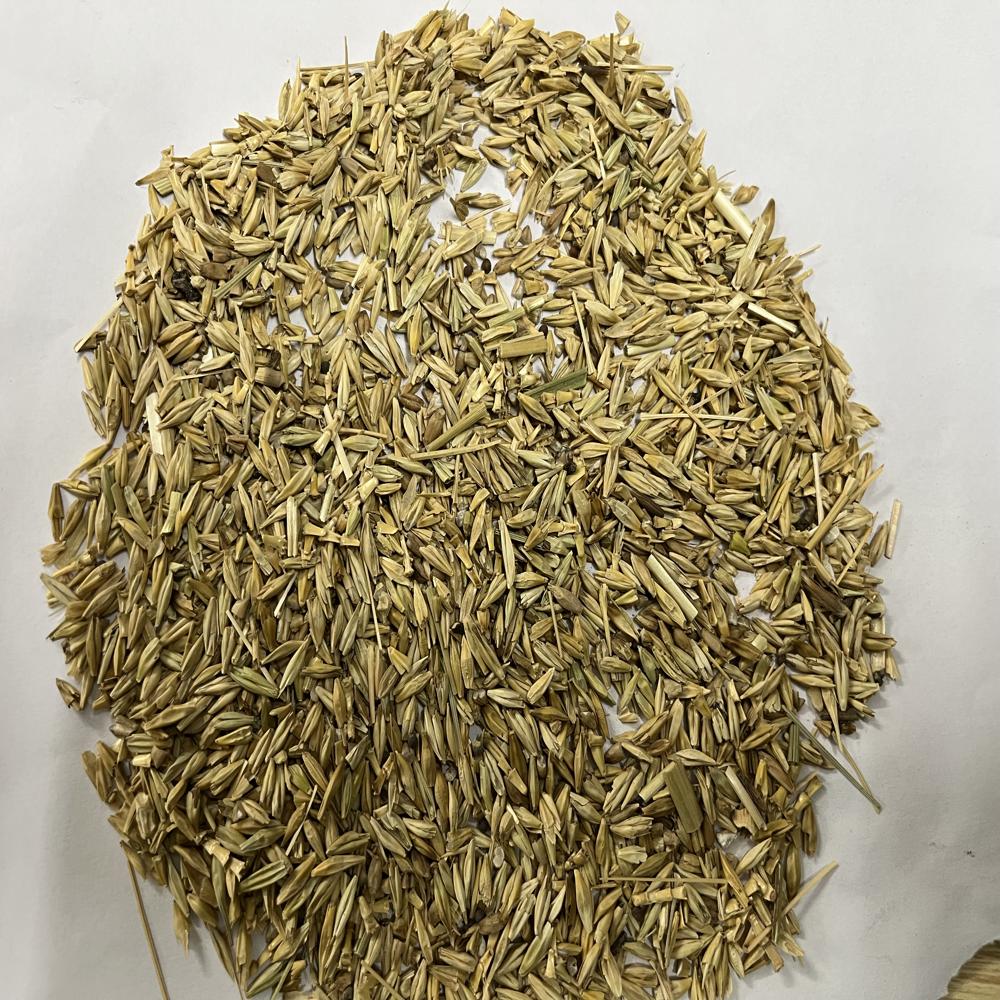 Thin Barley Seeds