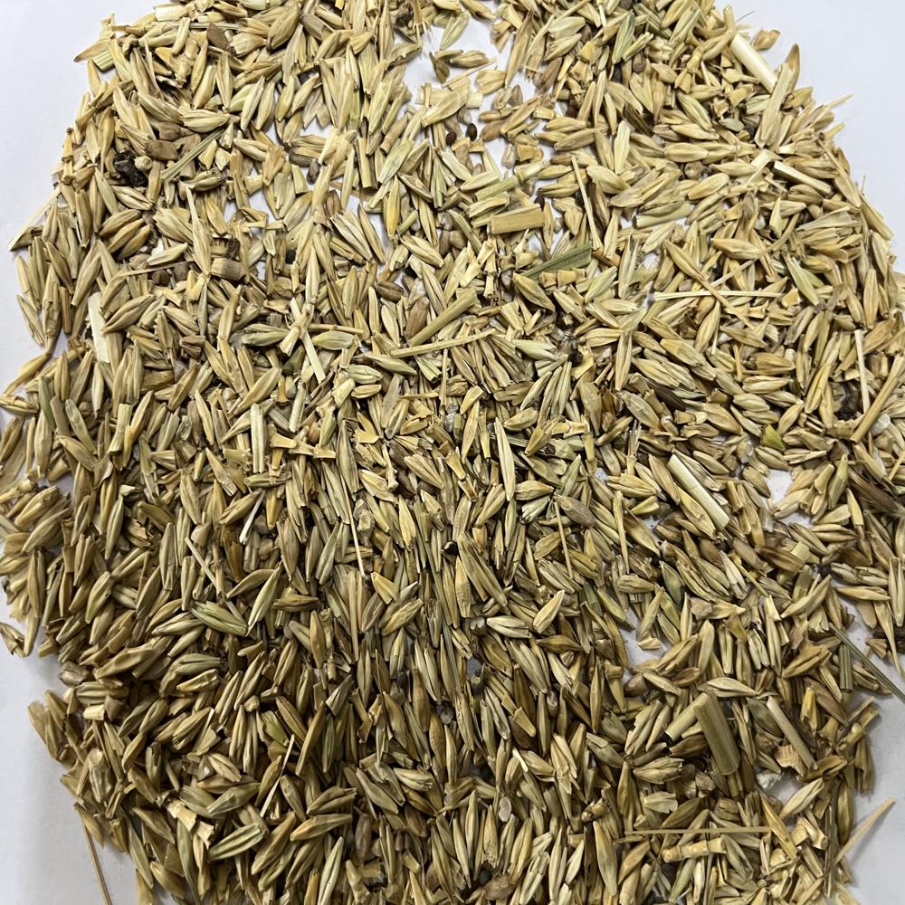 Thin Barley Seeds