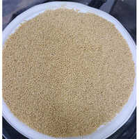 Proso millet