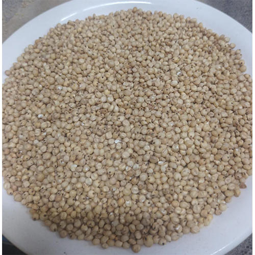 Jowar Grain