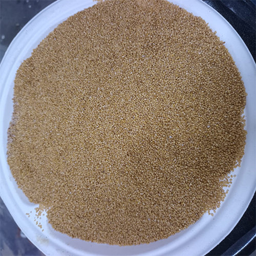 Foxtail millet