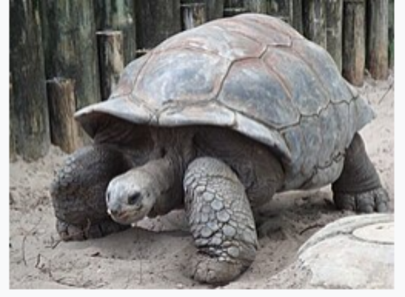tortoise water
