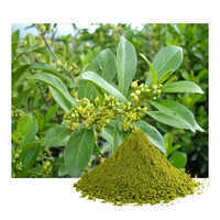 Gymnema Sylvestre Extact