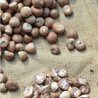Betel Nut
