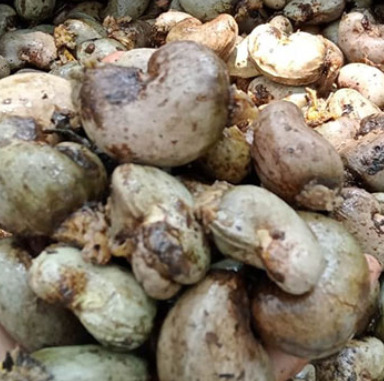 Raw Cashew Nut