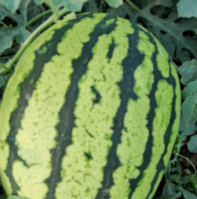 Fresh Watermelon