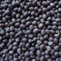 Black Matpe