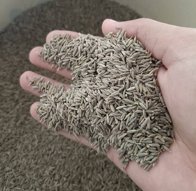 Cumin Seeds-Singapore 99 Variety