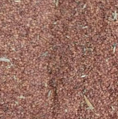 Mimosa Pudica plant Seeds