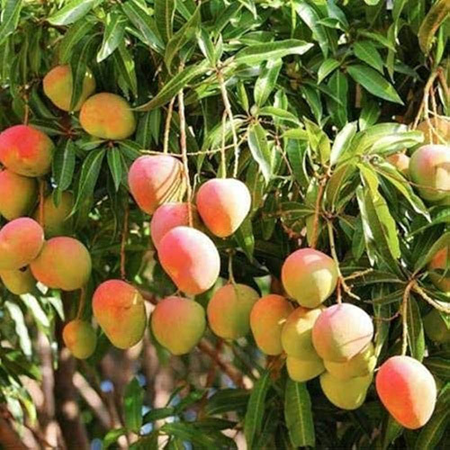 डेवगढ़ आम - त्रिमूर्ति एग्रो फूड्स