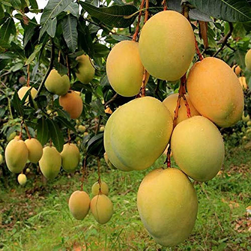 रत्नागिरी हापुस आम