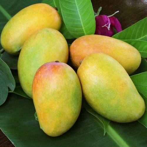 Kesar Mango