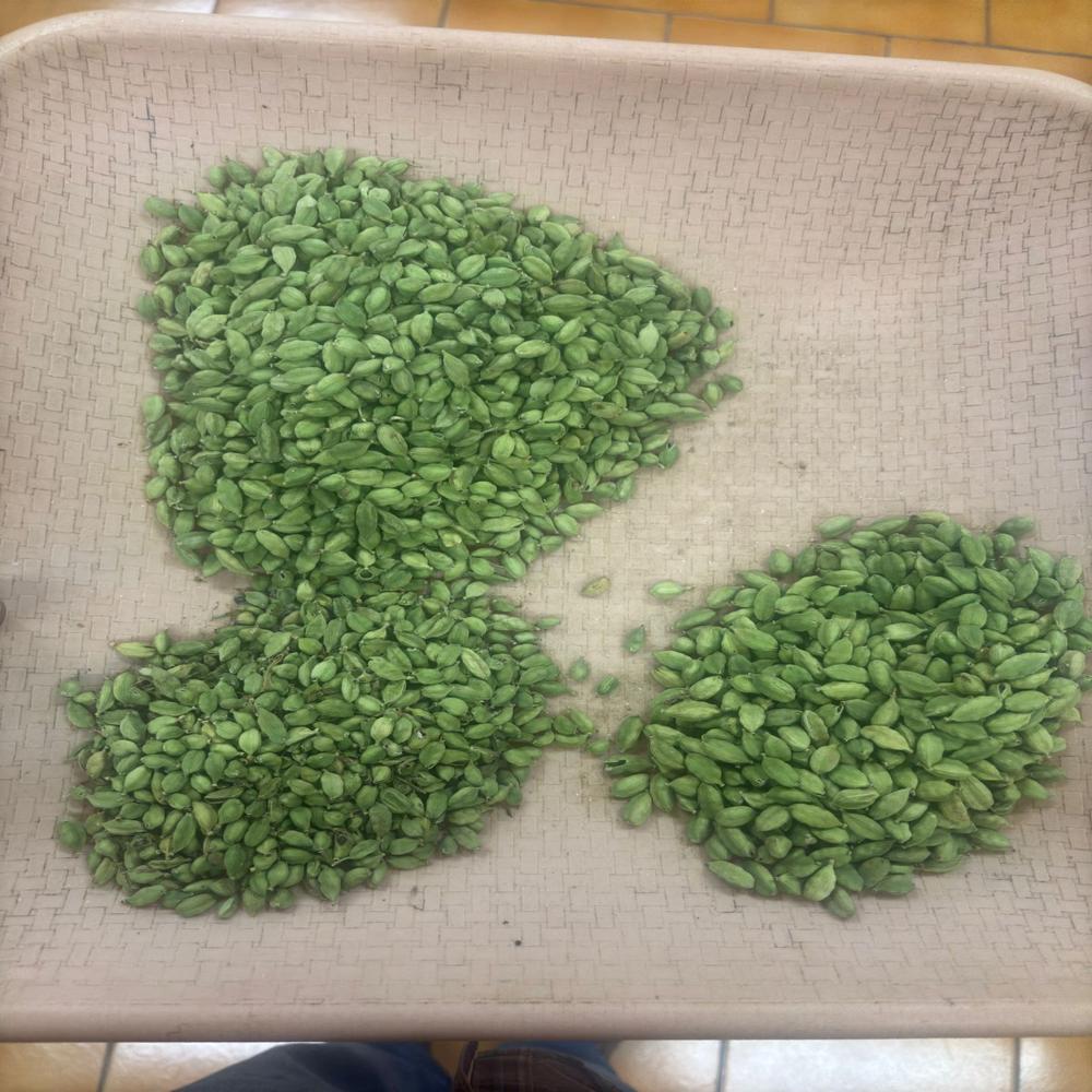 green cardamom