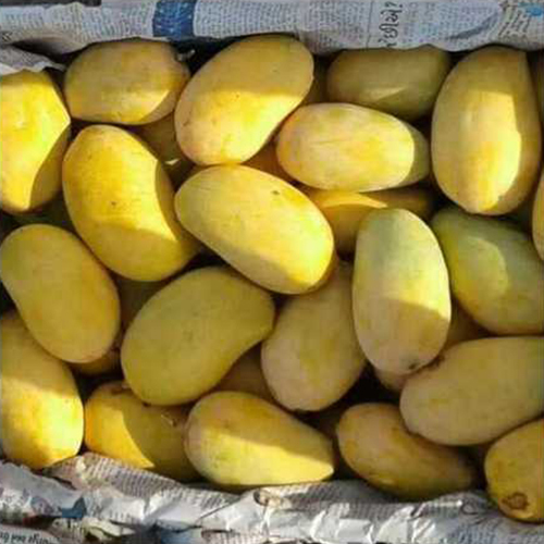 Fresh Mango