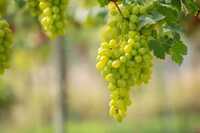 Green Grapes