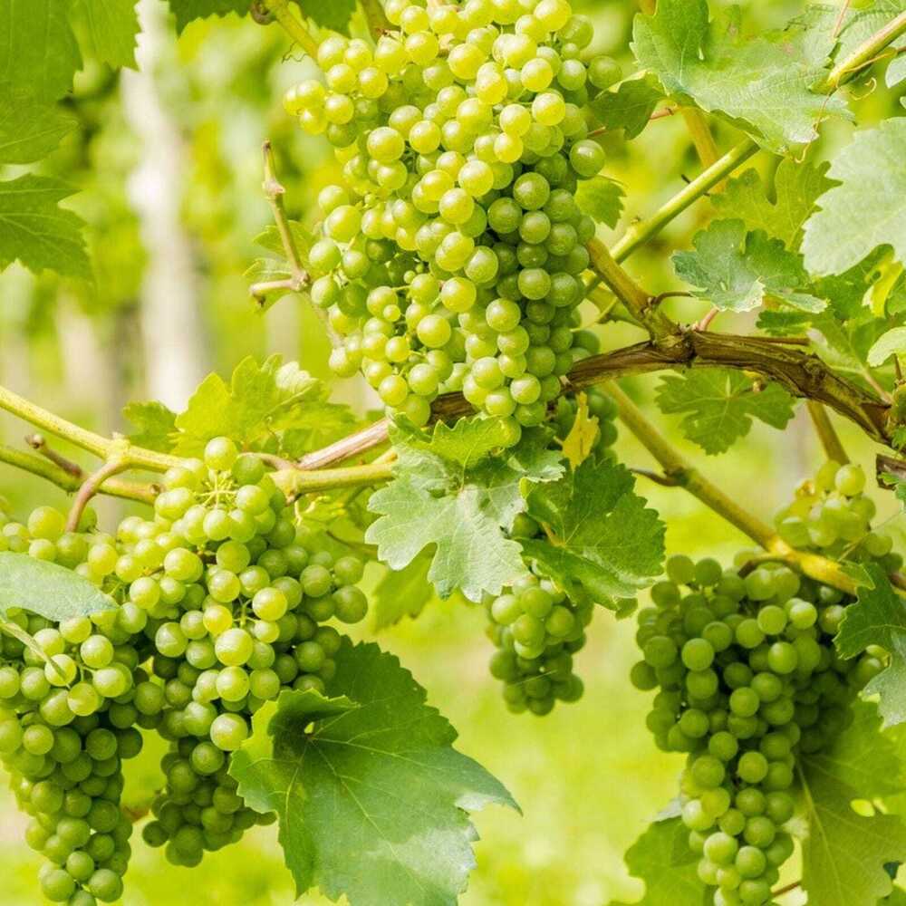 Green Grapes