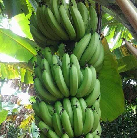 Green Banana