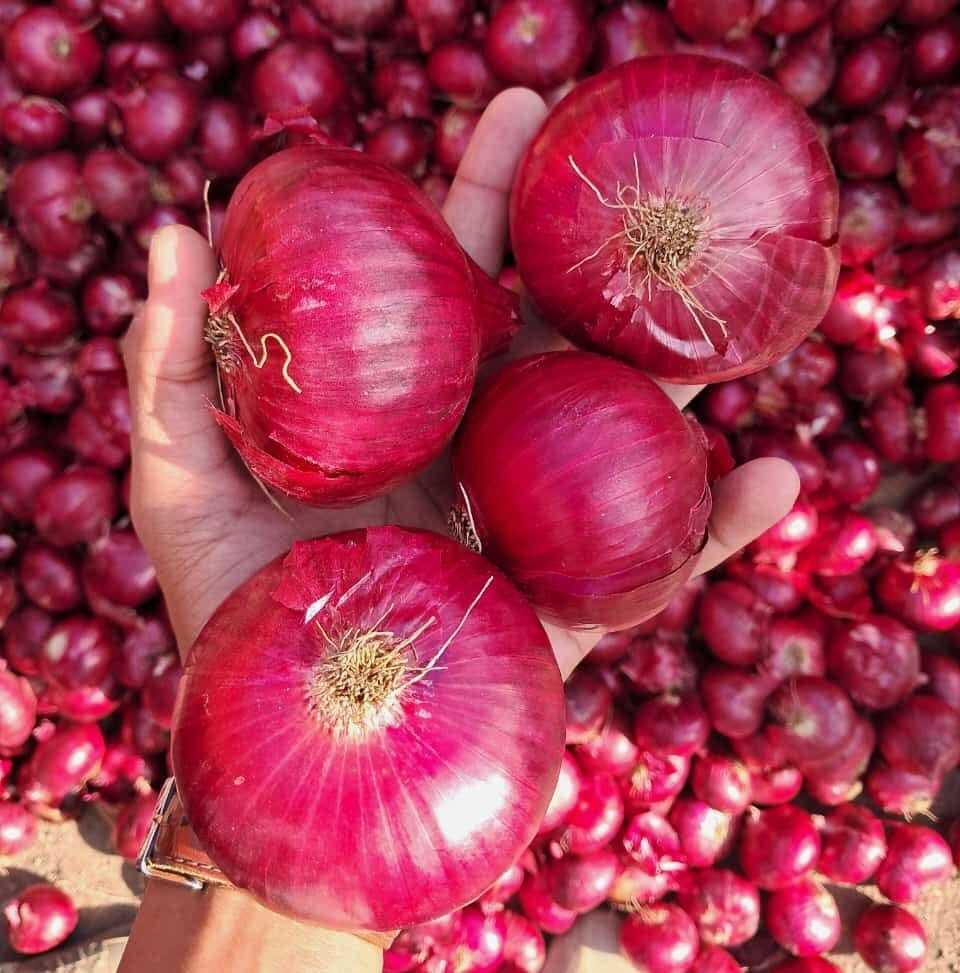 Red Onion