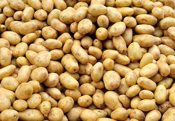 Fresh Potato