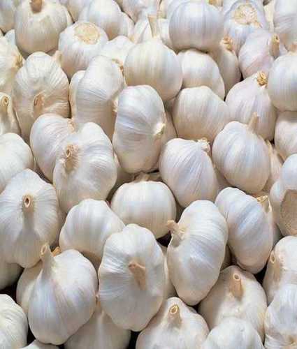 Fresh Garlic