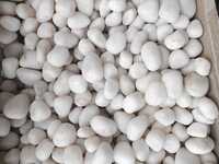 Polished Pebbles