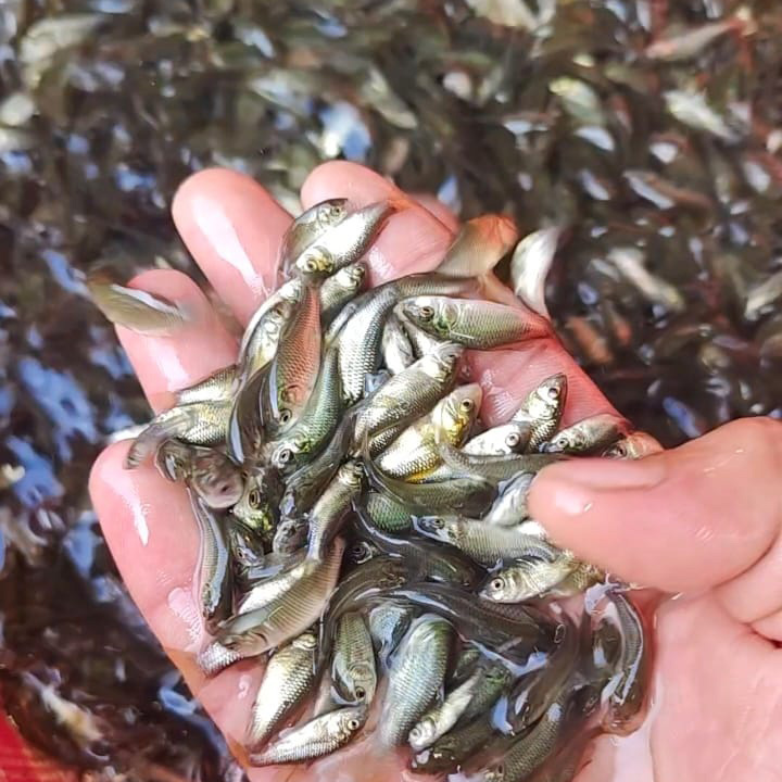Common Carp Fish Seed