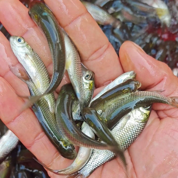 Grass Carp Fish Seed